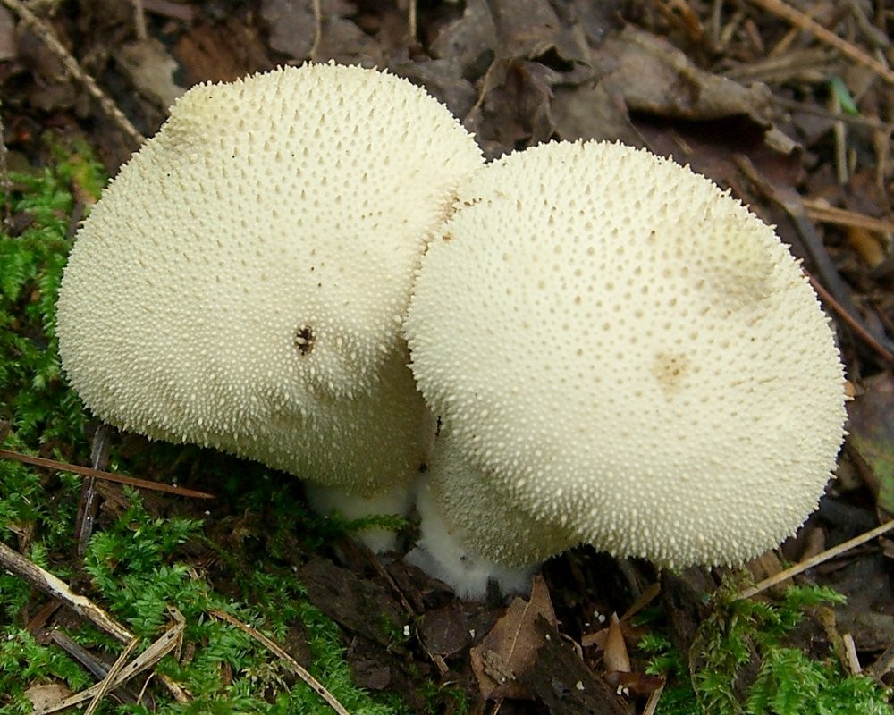 말불버섯 (Lycoperdon perlatum)