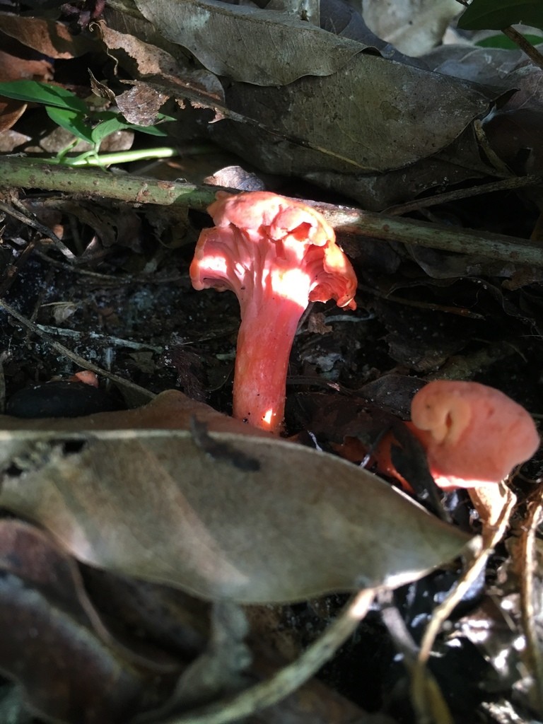 Cantharellus coccolobae