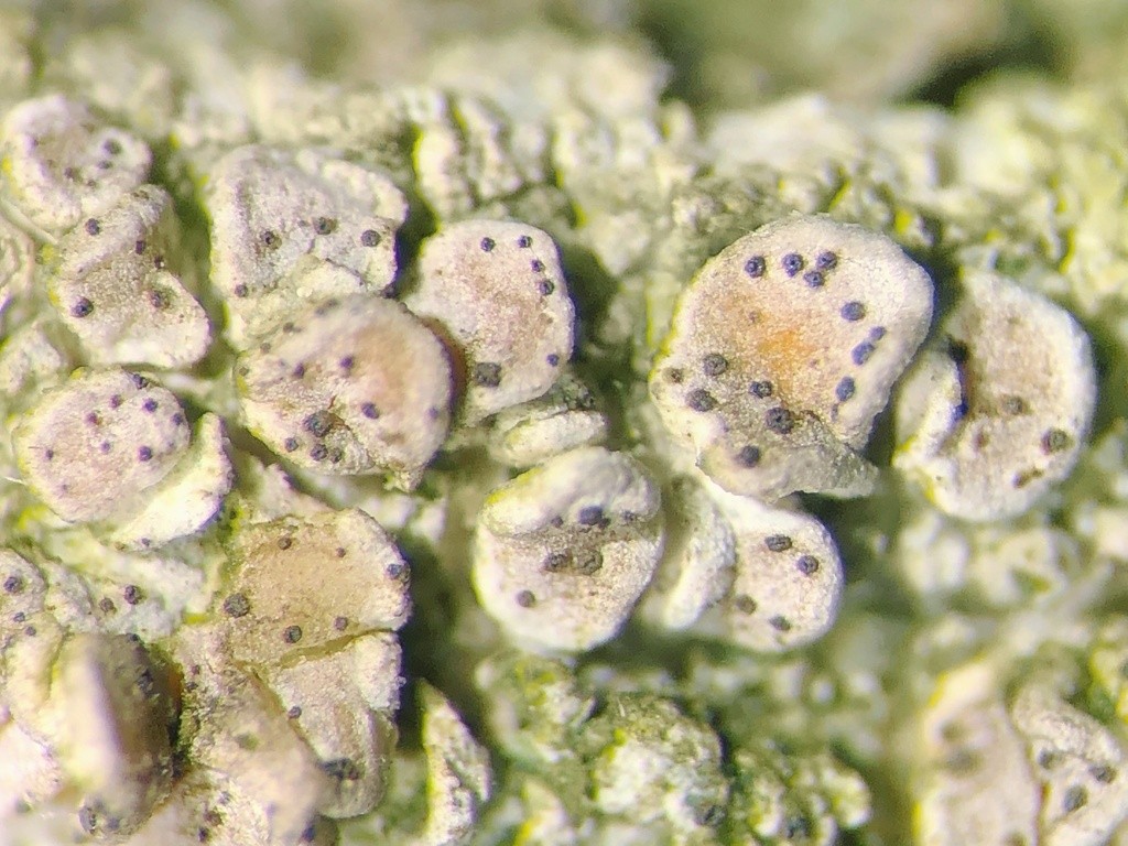 Lichenodiplis (Lichenodiplis)