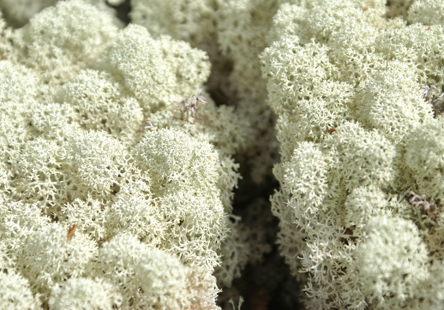 Star-tipped reindeer lichen (Cladonia stellaris)