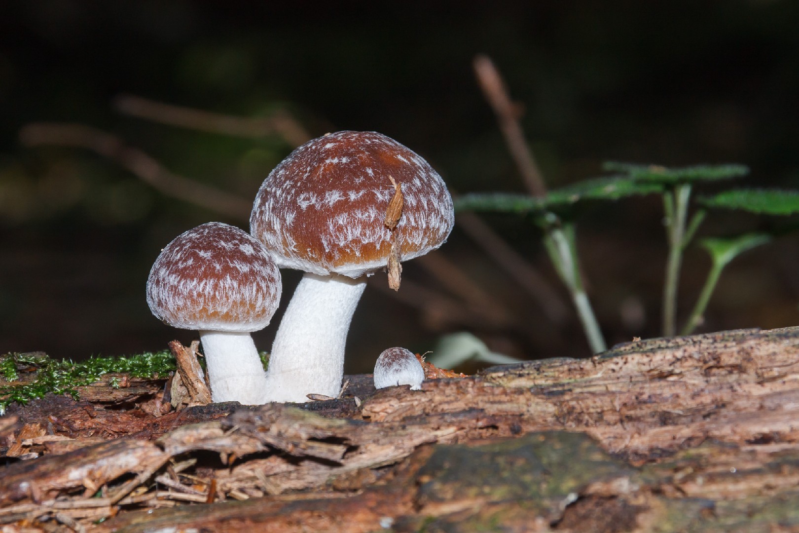 Psathyrella olympiana (Psathyrella olympiana) Picture Mushroom