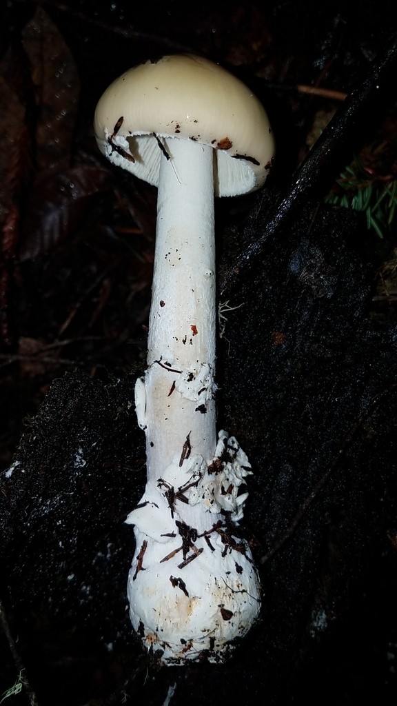 Amanita pantherinoides (Amanita pantherinoides) - Picture Mushroom