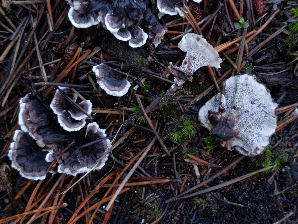 Stipitate hydnoid fungi (Phellodon)