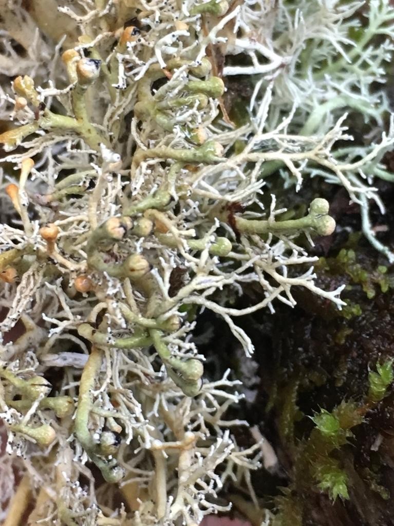 Globe ball lichen