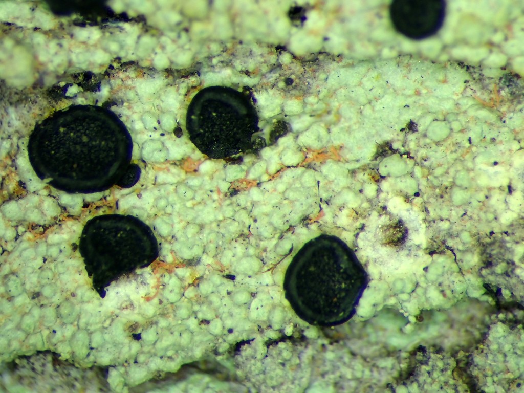 Megalaria lichen (Megalaria)