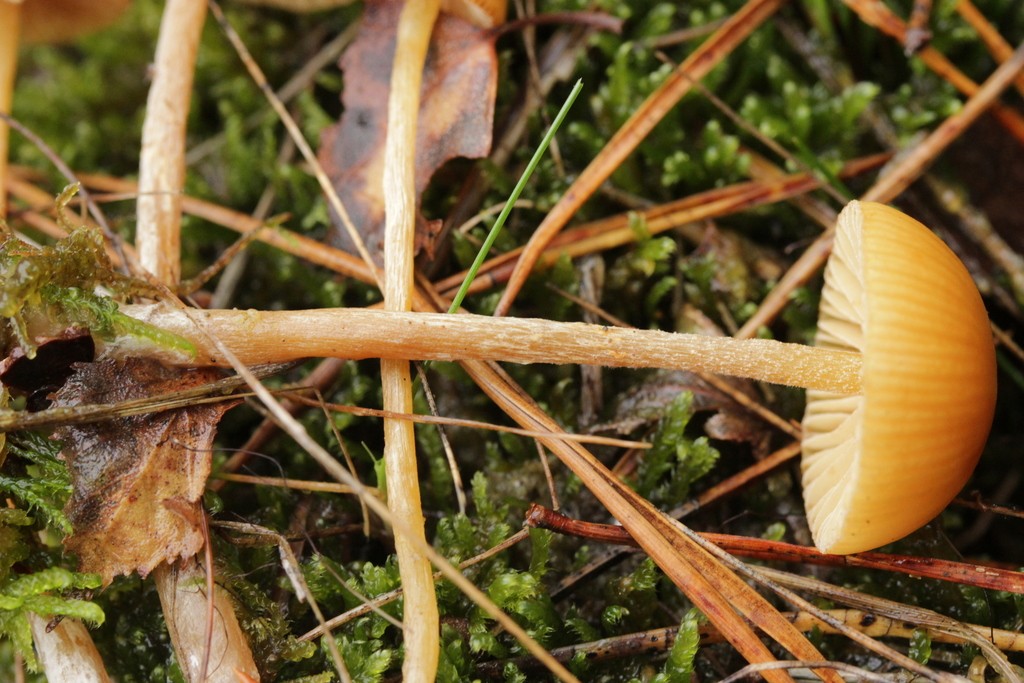 Dwarf bell (Galerina pumila)