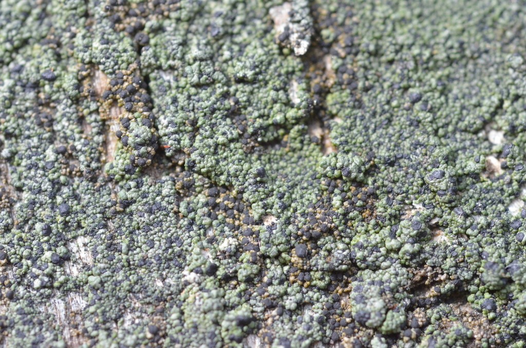 Board lichen