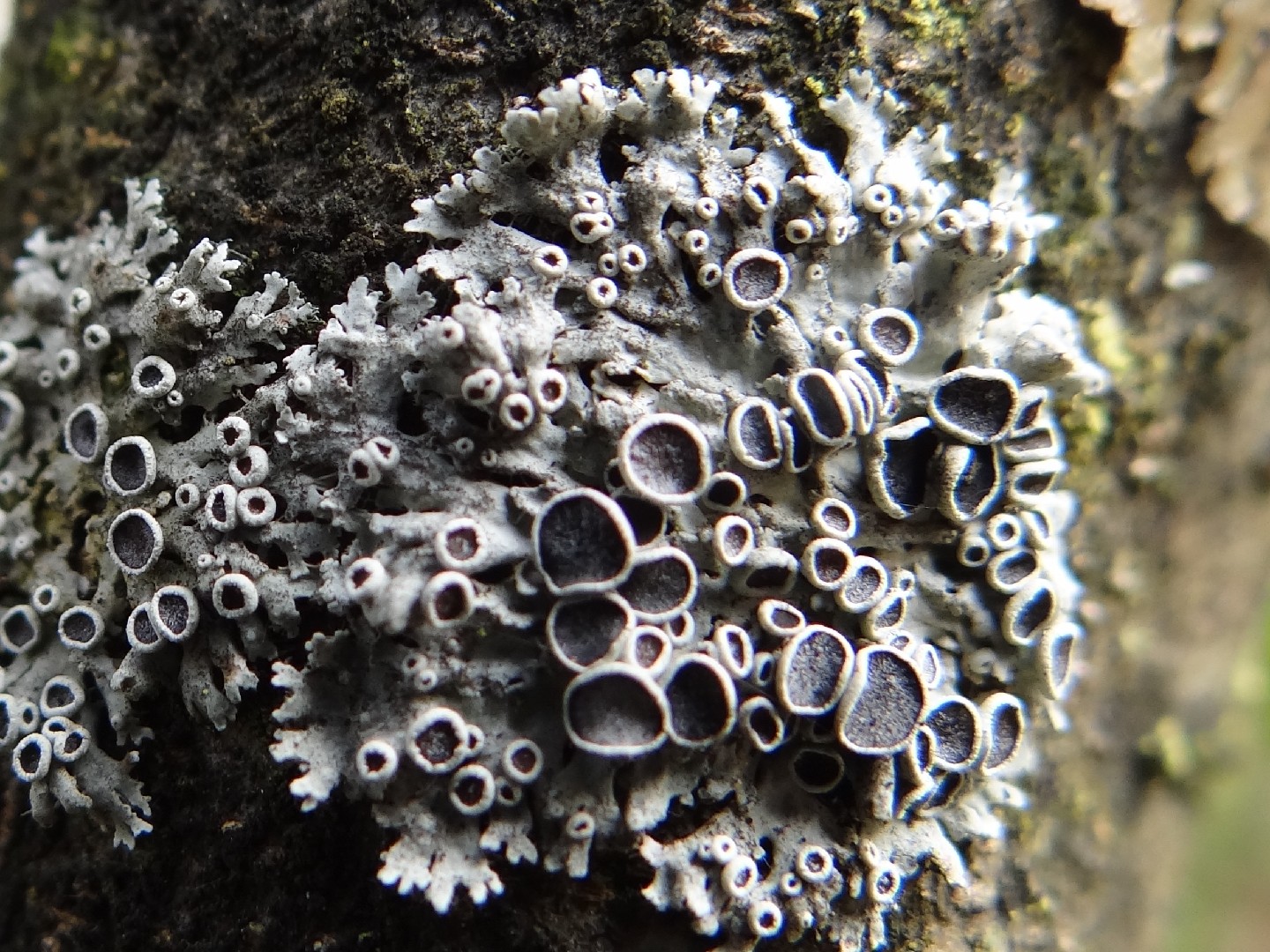 Star rosette lichen (Physcia stellaris)