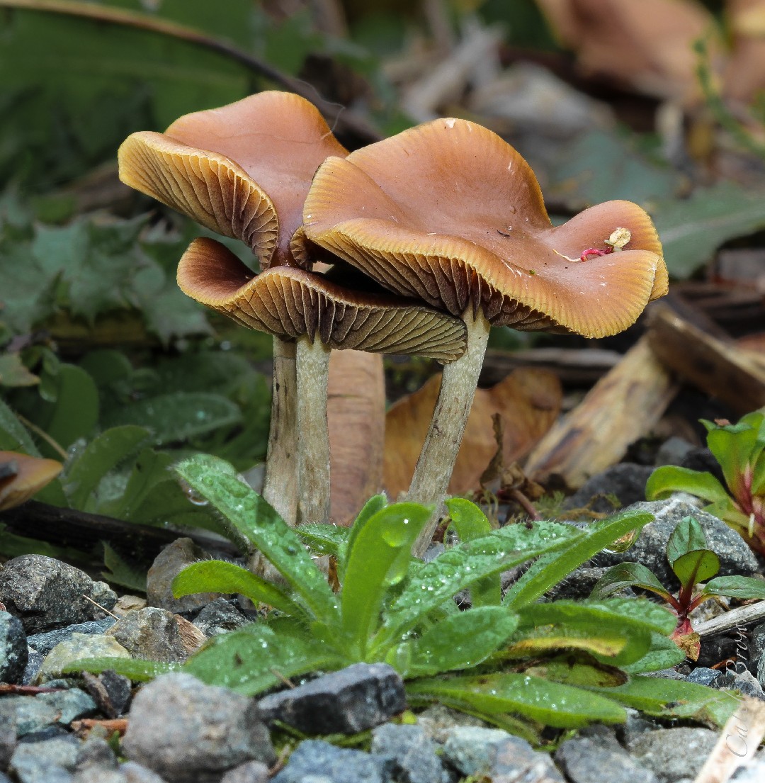 光蓋裸蓋菇 (Psilocybe cyanescens)