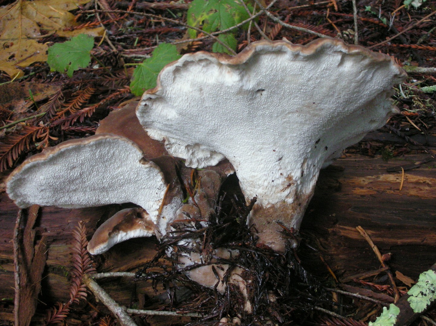 Haarstielporlinge (Jahnoporus)