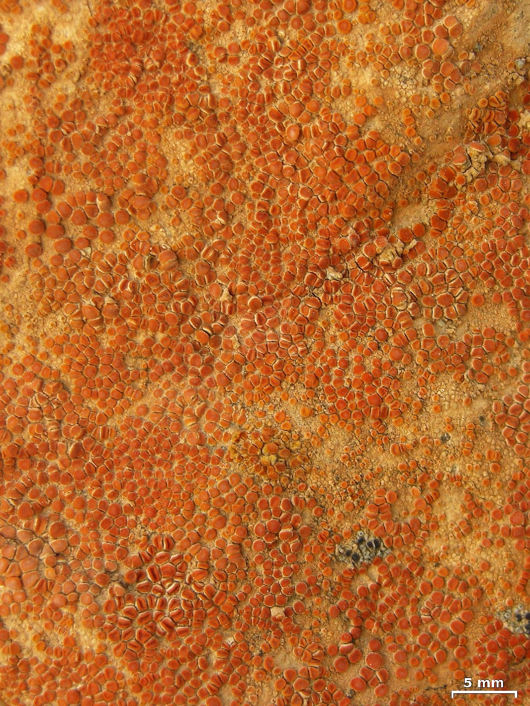 Red firedot lichen