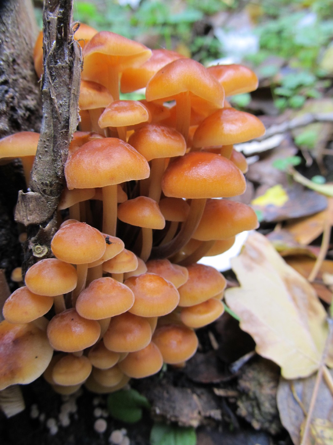 En images : de curieux champignons roses fluo découverts en  Nouvelle-Calédonie