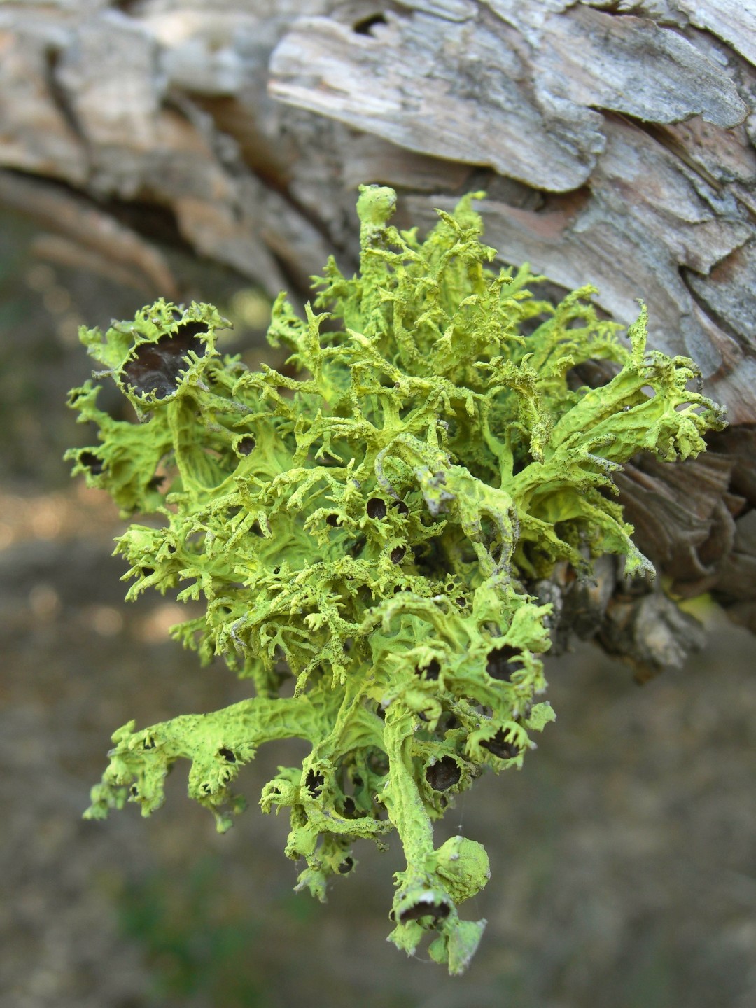 Brown-eyed wolf lichen