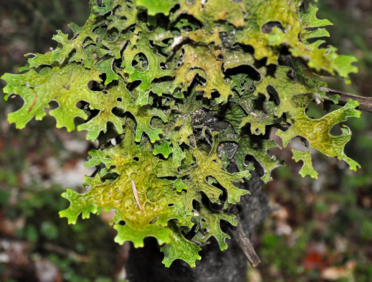 Cetraria lichen (Cetraria)