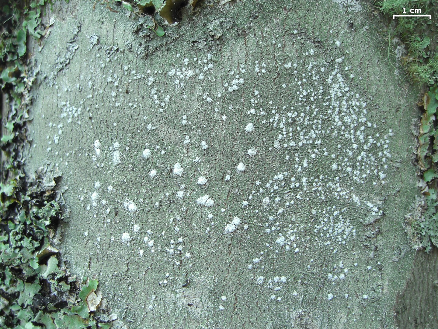 Pore lichen