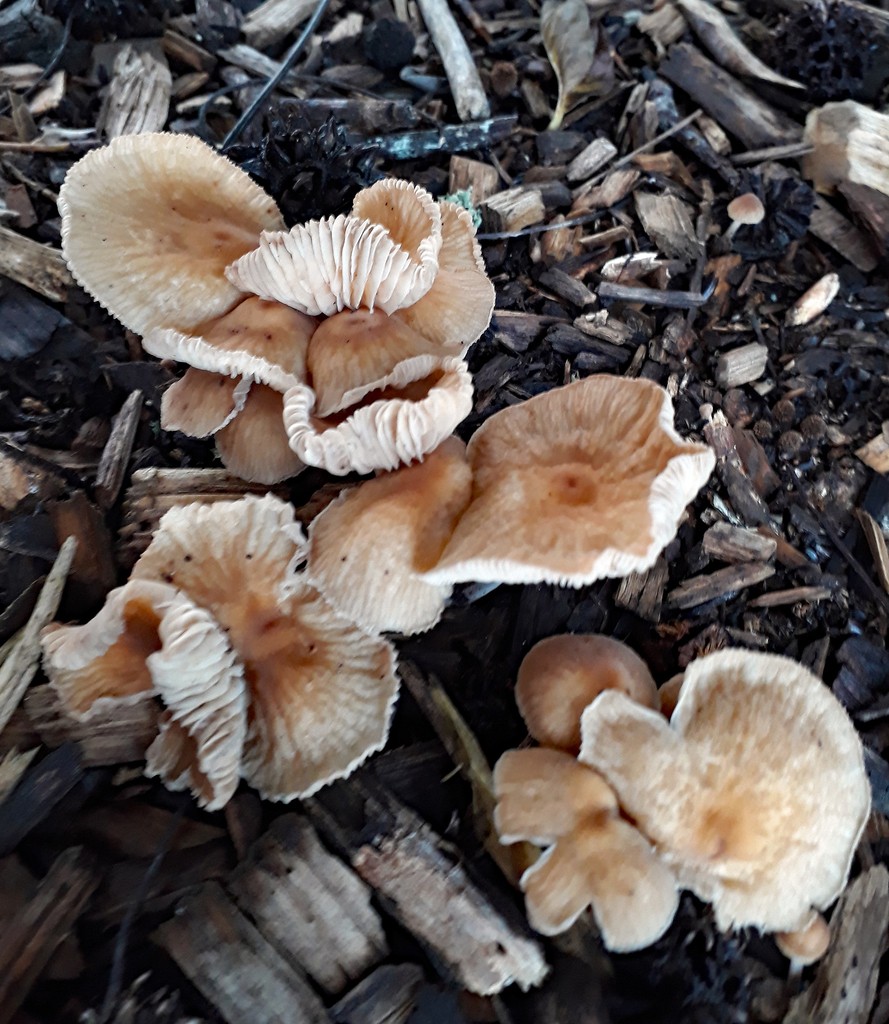 Gymnopus subpruinosus (Gymnopus subpruinosus) - Picture Mushroom