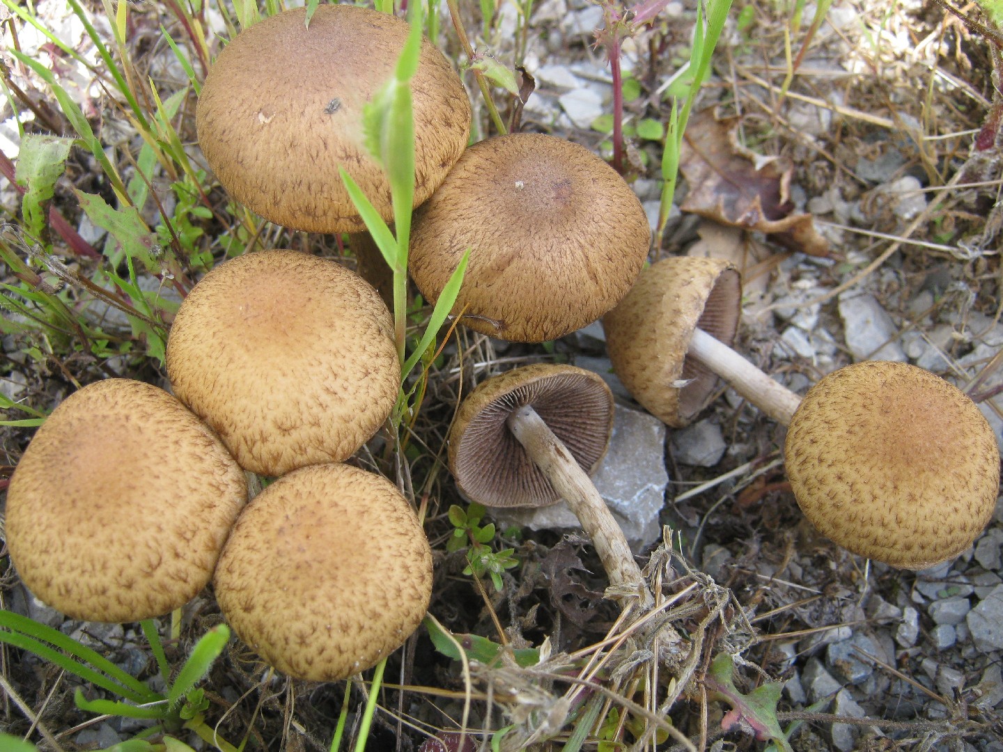 큰눈물버섯 (Lacrymaria lacrymabunda)