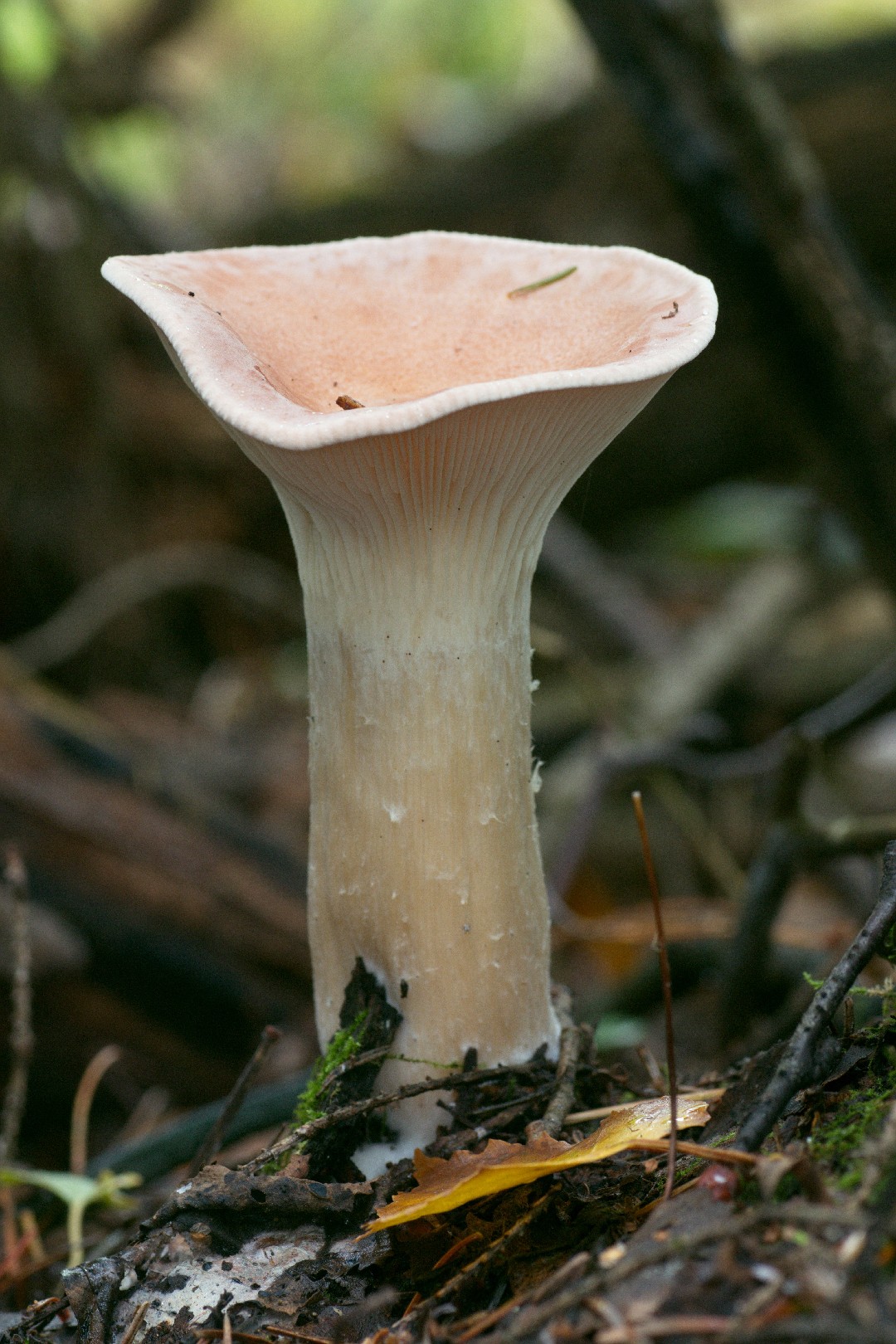 Trooping funnel (Infundibulicybe geotropa)