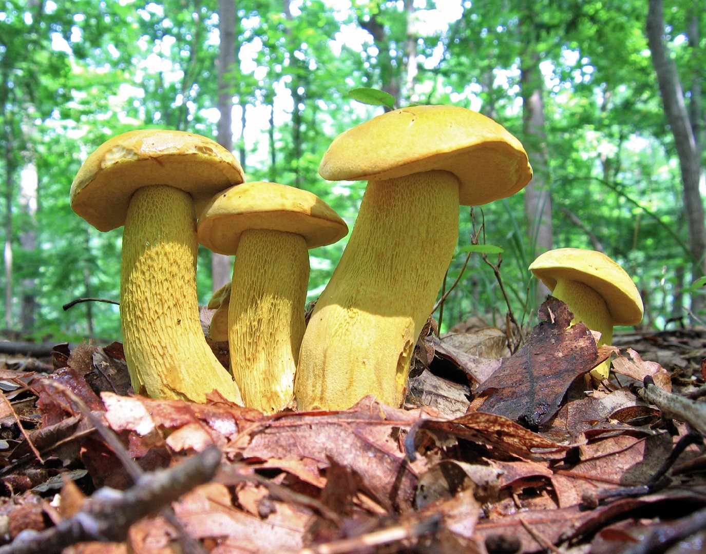 キアミアシイグチ（黄網脚猪口） (Retiboletus ornatipes)