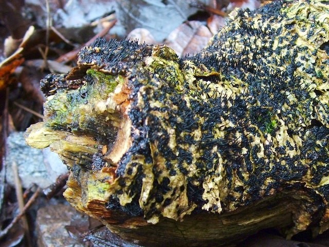 Langschnäbeliger Kohlenkrustenpilz (Peroneutypa scoparia)