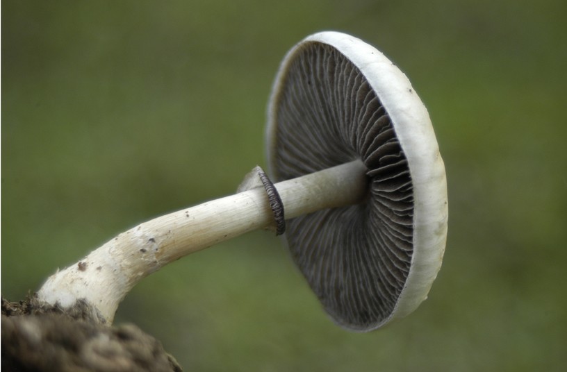 Magic mushroom (Psilocybe cubensis)
