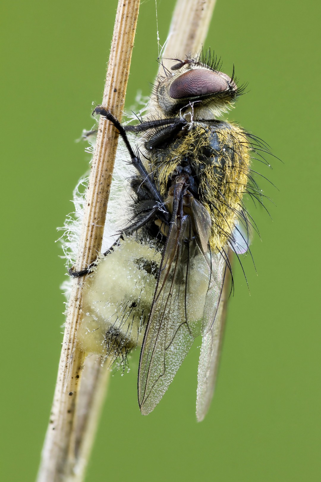 Fly death fungus (Entomophthora muscae)