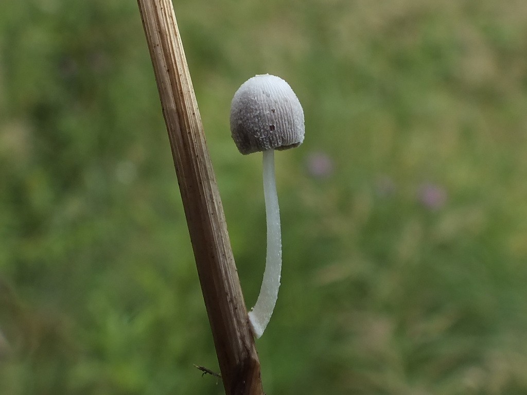 Coprin des orties (Coprinopsis urticicola)