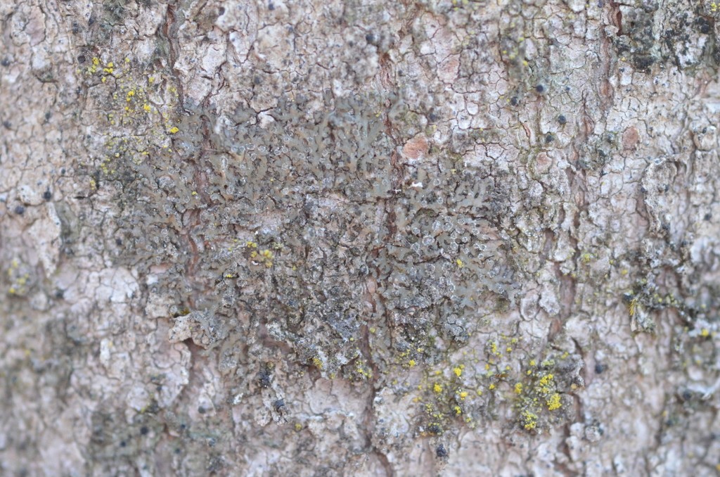 Grainy shadow-crust lichen