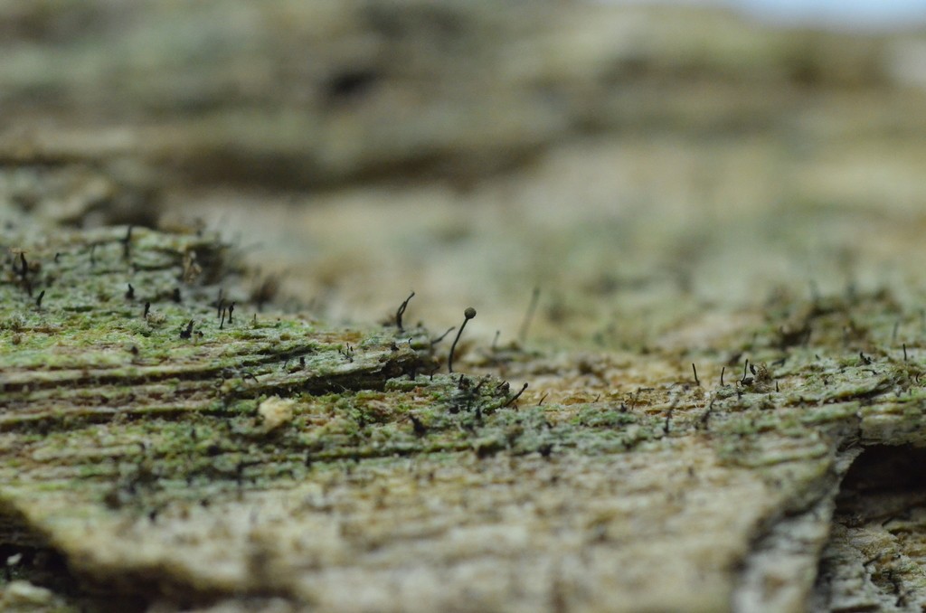Pin lichens (Chaenotheca)