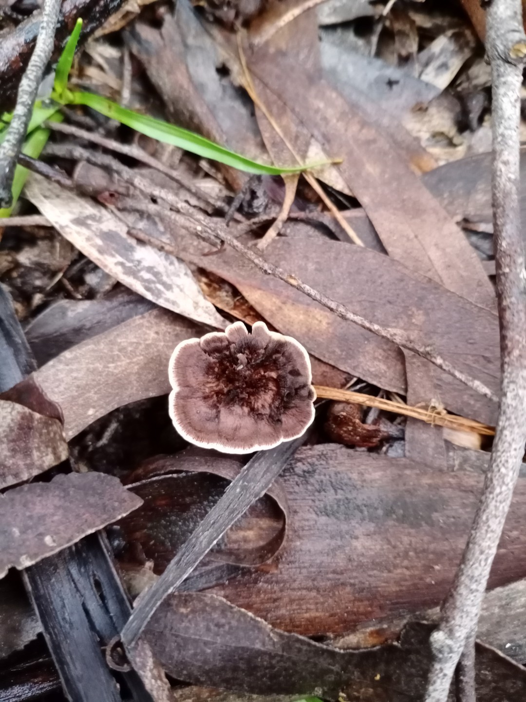 Tiger's eye fungus (Coltricia)