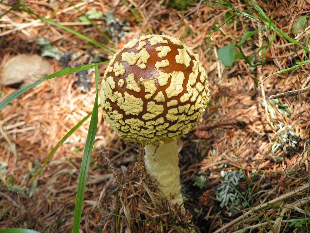 Мухомор королевский (Amanita regalis)