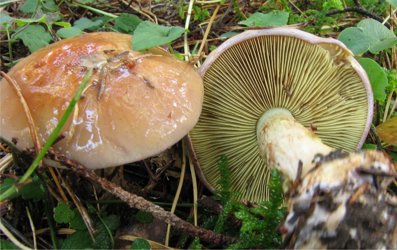 Cortinarius odorifer