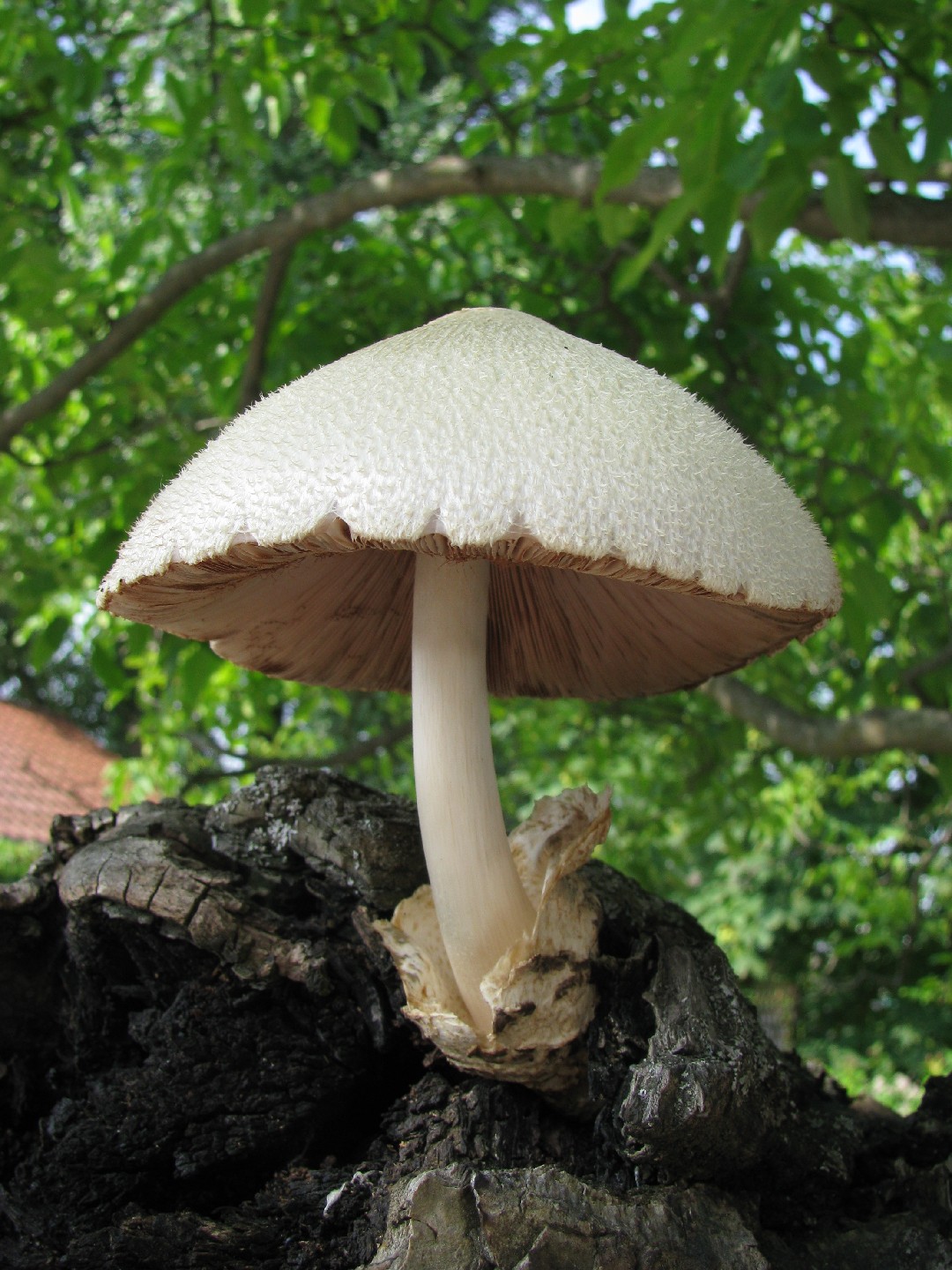 흰비단털버섯 (Volvariella bombycina)