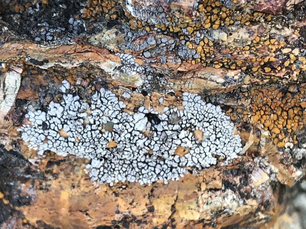 Lobothallia (Lobothallia)