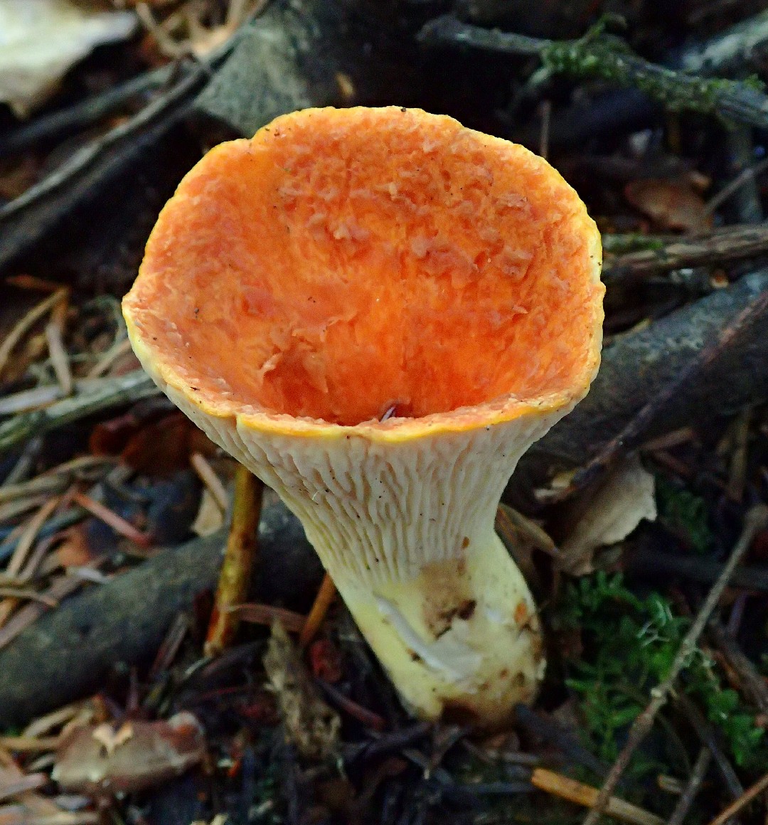 Woolly chanterelle