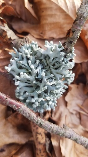 Powder-headed tube lichen (Hypogymnia tubulosa)