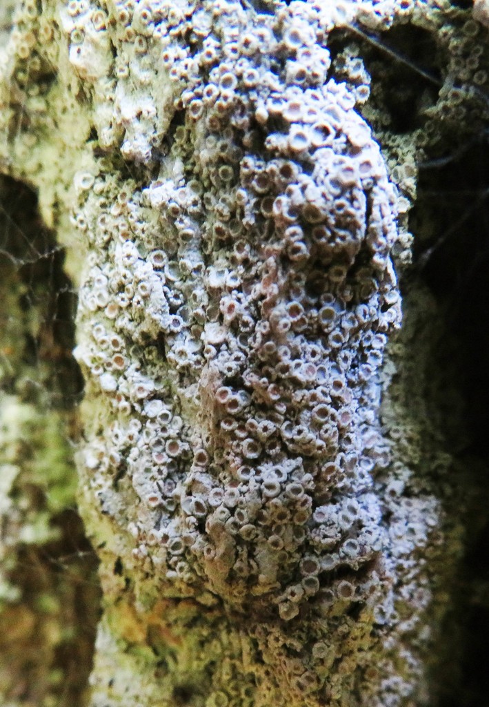 Dimple lichen (Gyalecta)