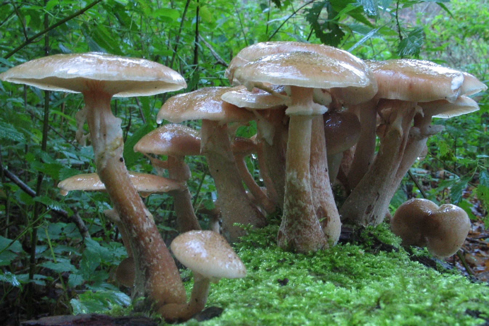 Bulbous honey fungus (Armillaria gallica)