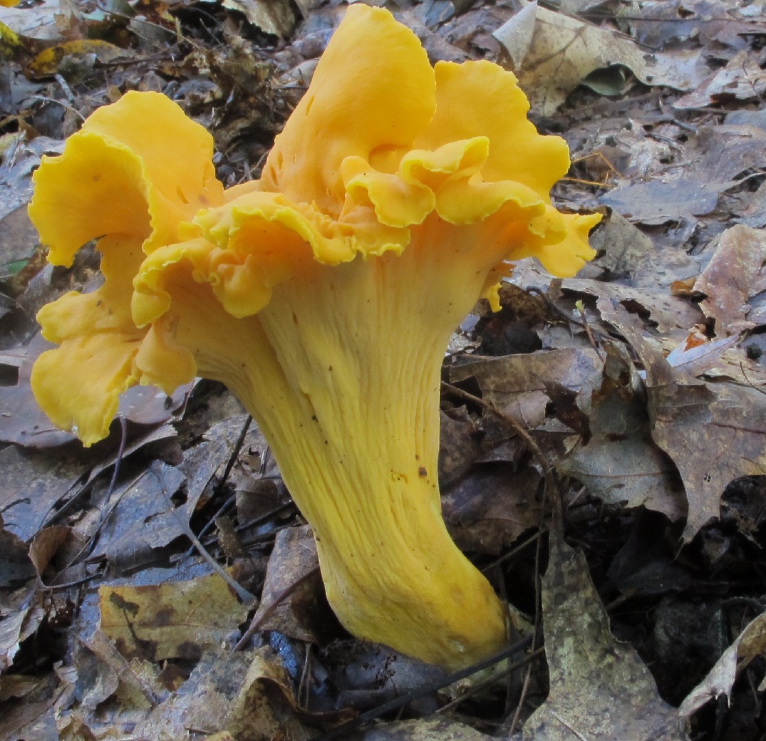 薄黃雞油菌 (Cantharellus lateritius)