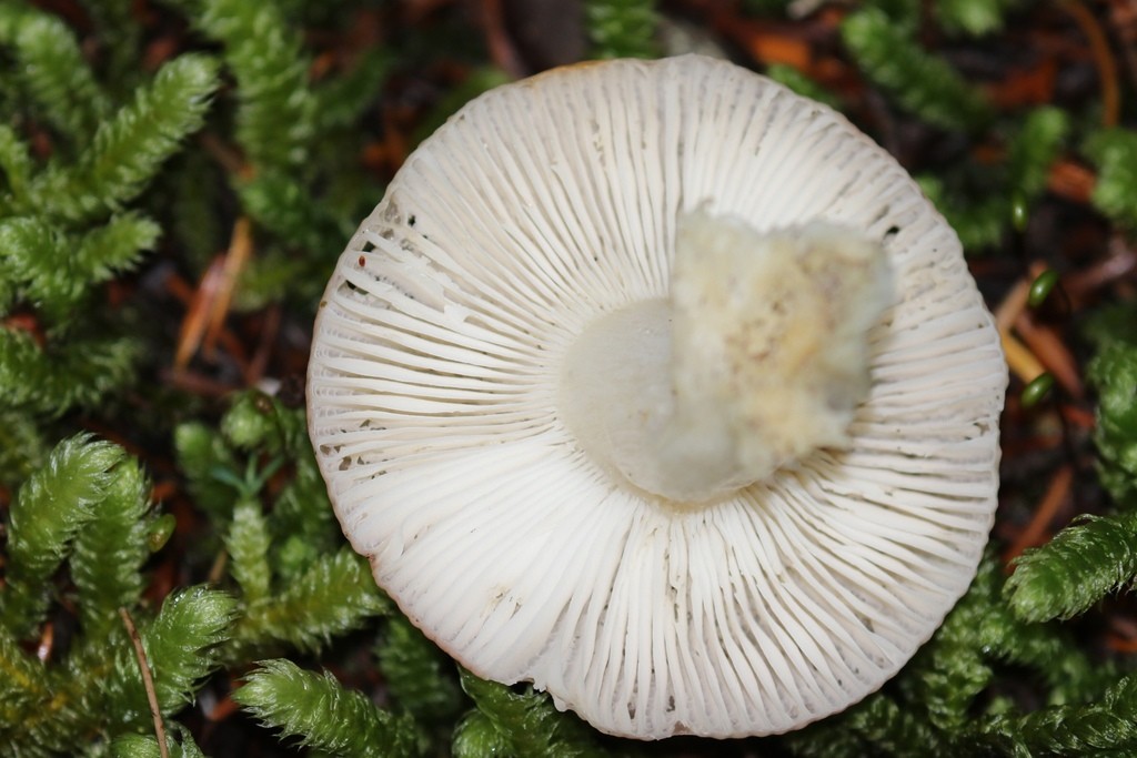 Pallid brittlegill (Russula raoultii)