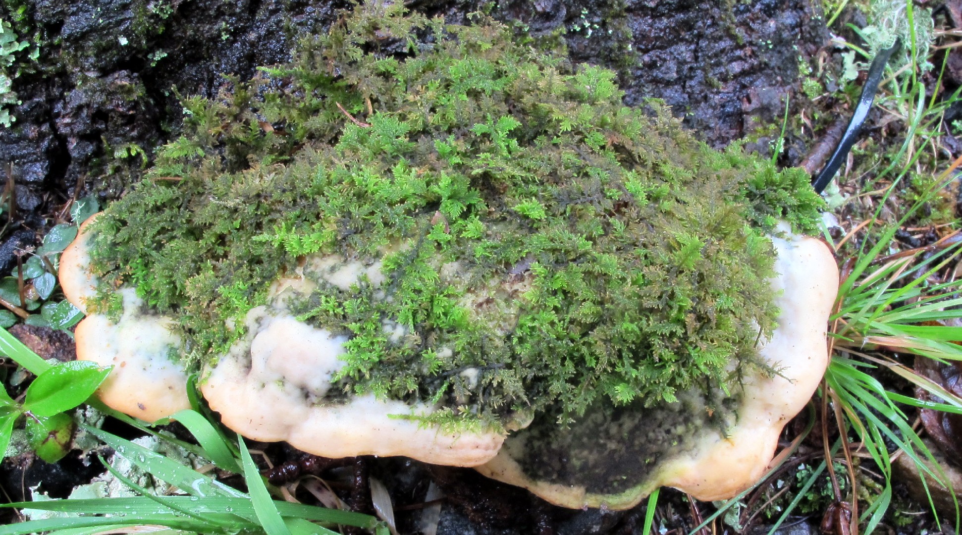 シロサルノコシカケ (Oxyporus)