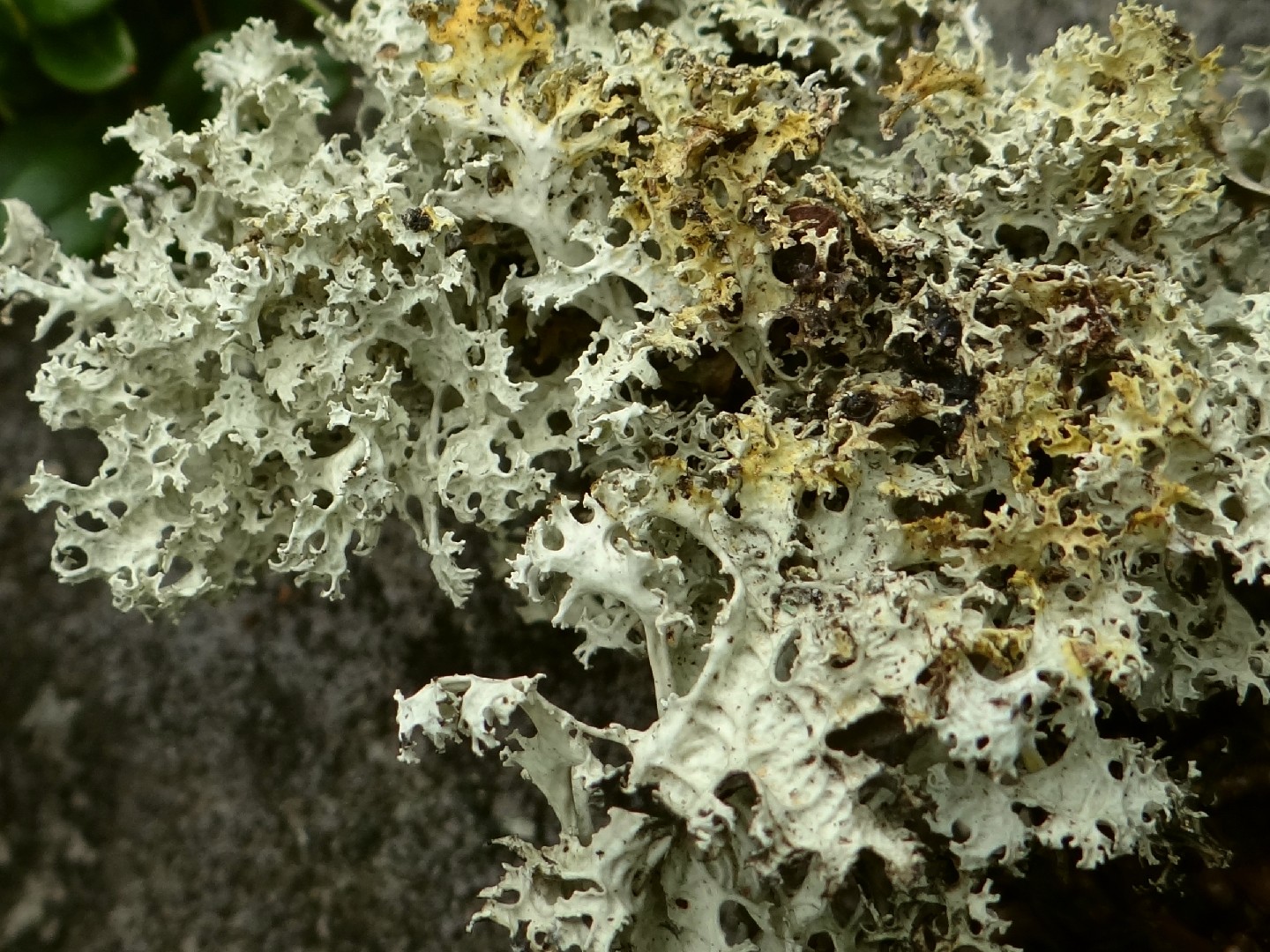 Crinkled snow lichen (Flavocetraria nivalis)
