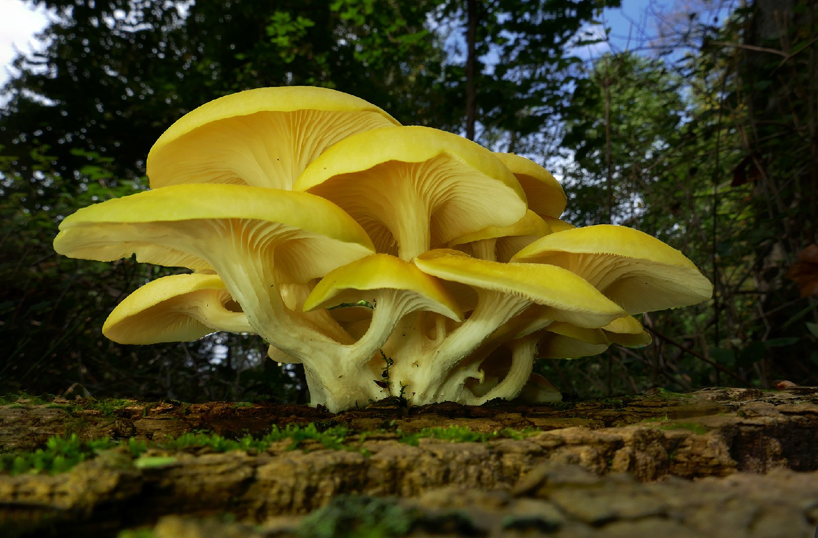 Top 20 Edible Mushrooms Popular In Michigan Picture Mushroom