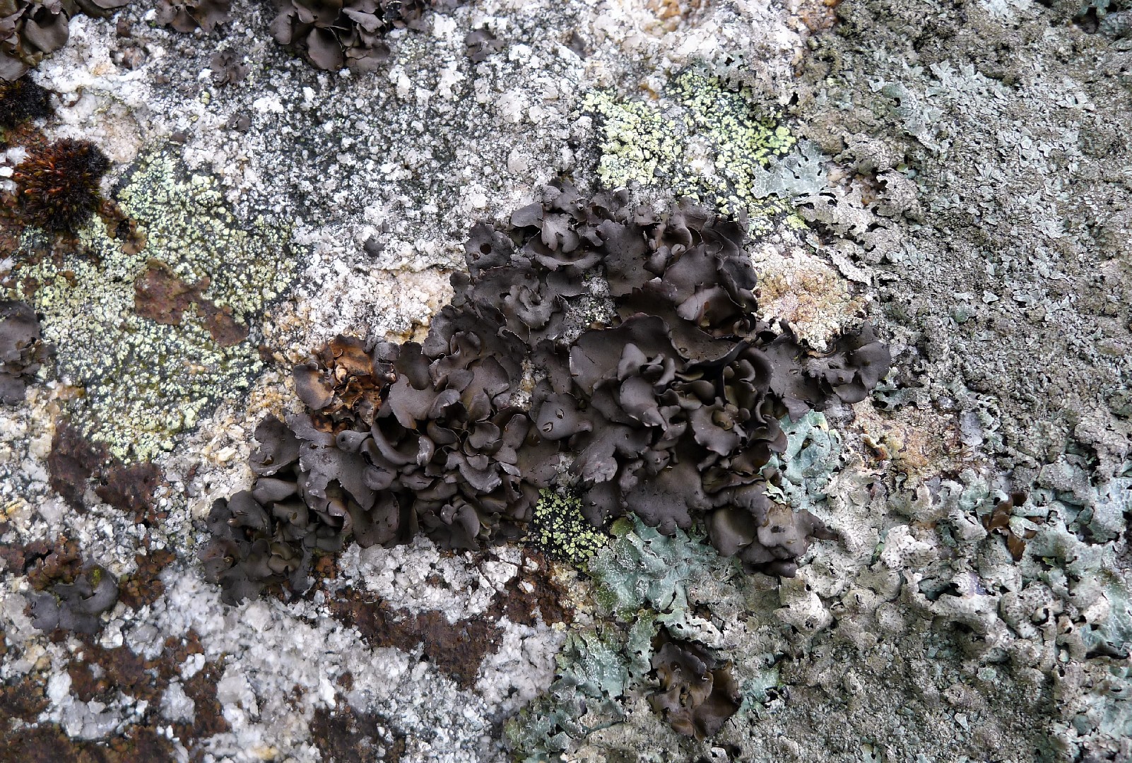 Protoparmelia lichen (Protoparmelia)