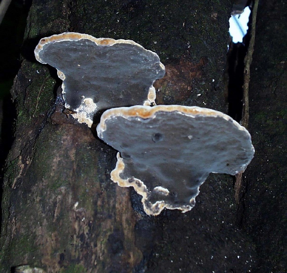有害木層孔菌 (Phellinus noxius)