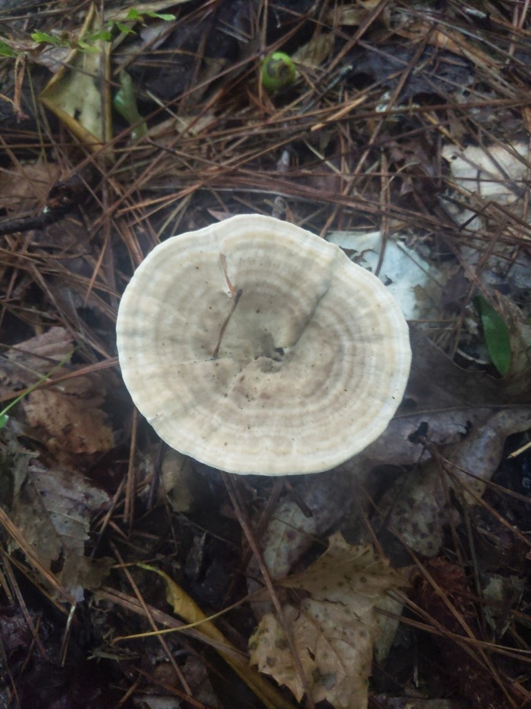 Microporellus (Microporellus)