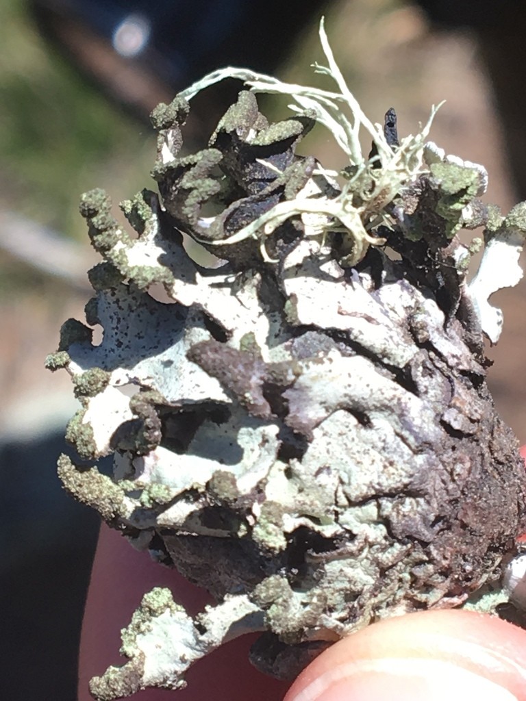 Powdered loop lichen