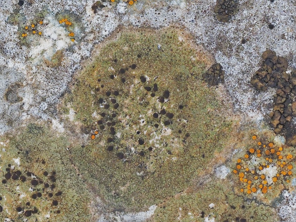 Catillaria lichen (Catillaria)