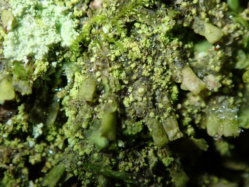 Clam lichen (Normandina)