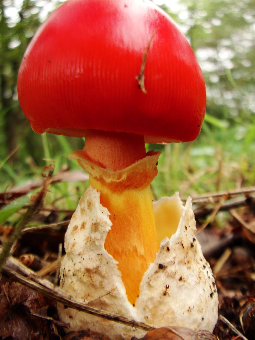 タマゴタケ（卵茸） (Amanita caesareoides) - Picture Mushroom